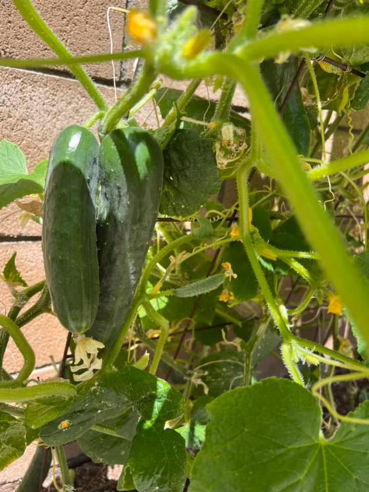 Ngoài bầu, khu vườn của Thanh Thảo còn rất nhiều loại rau quả khác.