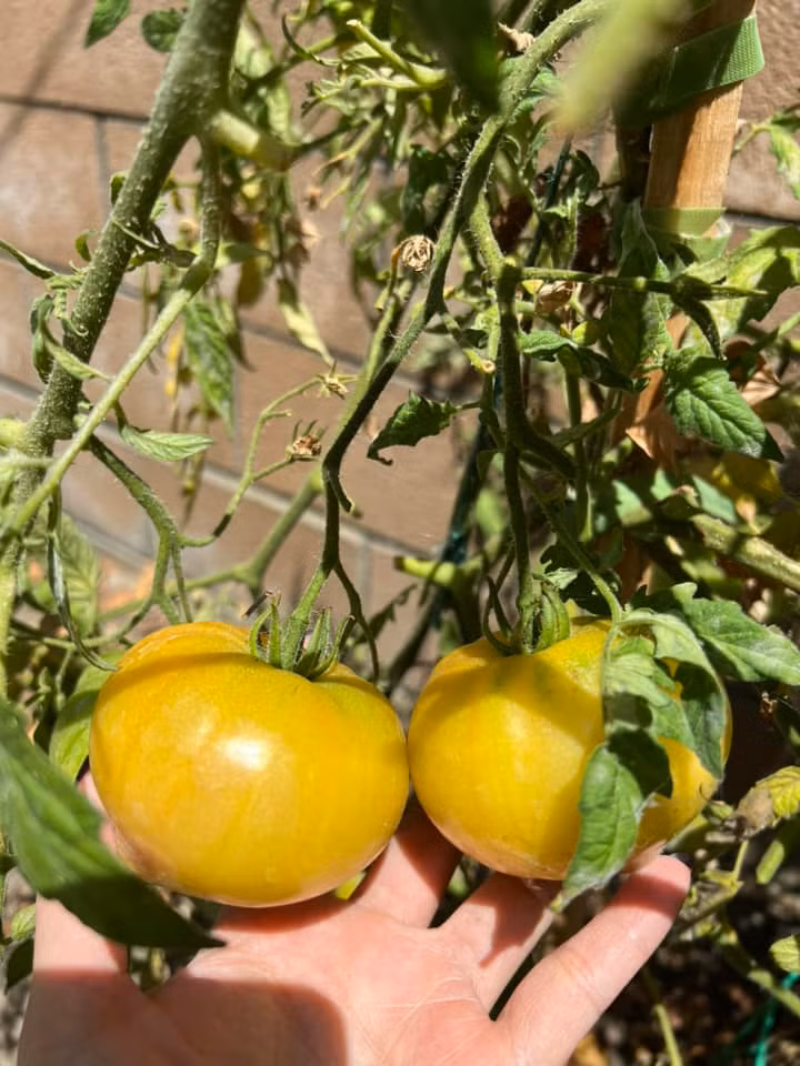 Nhiều người khen Thanh Thảo khéo tay chăm cây, song nữ ca sĩ tiết lộ người chăm sóc khu vườn là ba mình.