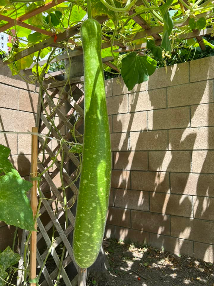 Trái bầu trong vườn nhà Thanh Thảo căng bóng và xanh mướt.