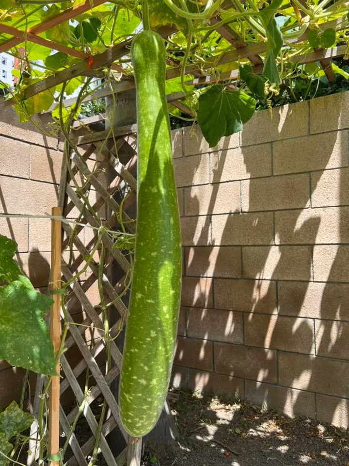 Trái bầu trong vườn nhà Thanh Thảo căng bóng và xanh mướt.