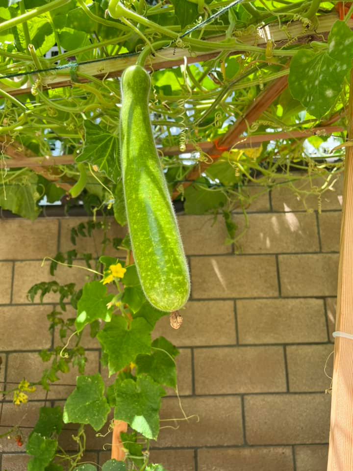 Hiện tại, công việc bận rộn không có nhiều thời gian nhưng Thanh Thảo từng rất chịu khó chăm cây hồi mùa dịch.