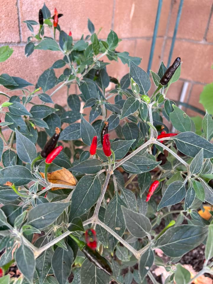 Cây ớt cũng chi chít quả.