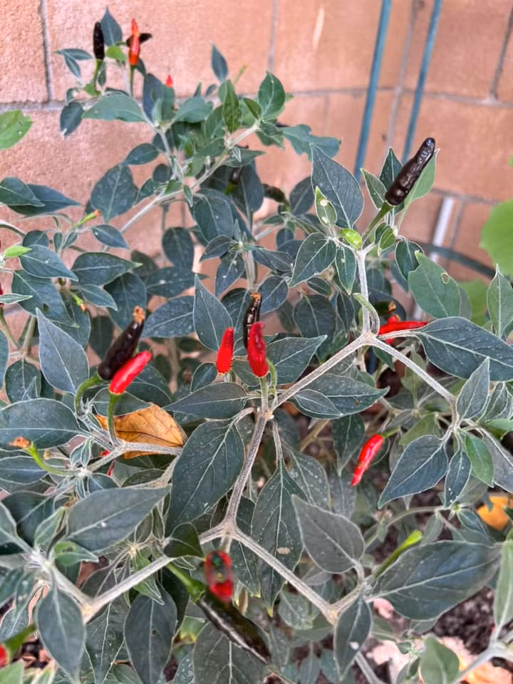 Cây ớt cũng chi chít quả.