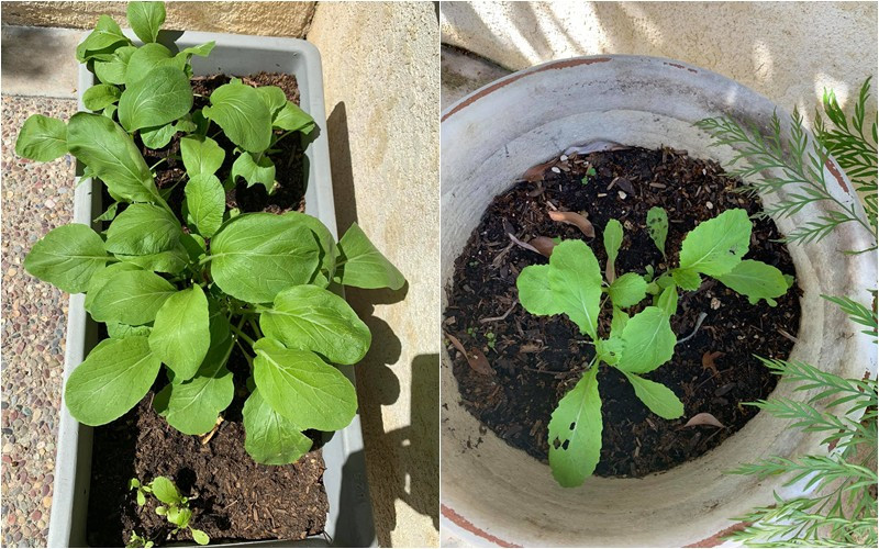 Cải ngọt trồng trong chậu non mơn mởn.