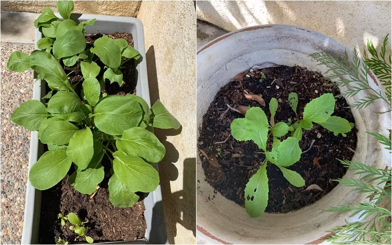 Cải ngọt trồng trong chậu non mơn mởn.