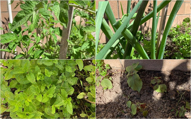 Các loại rau thơm như hành, rau húng, tía tô... cũng đều tốt um. Nguồn ảnh: FBNV