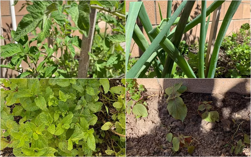 Các loại rau thơm như hành, rau húng, tía tô... cũng đều tốt um. Nguồn ảnh: FBNV