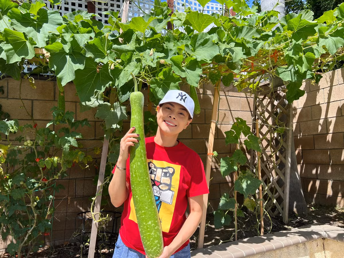 Mới đây, trên trang cá nhân, nữ ca sĩ dí dỏm chia sẻ hình ảnh khu vườn ở Mỹ: "Em đang có bầu, bầu sai trái ăn không kịp luôn!"