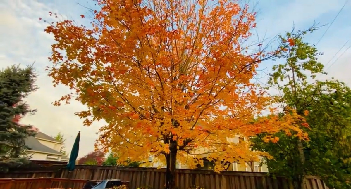 Phong đỏ đẹp lãng mạn.