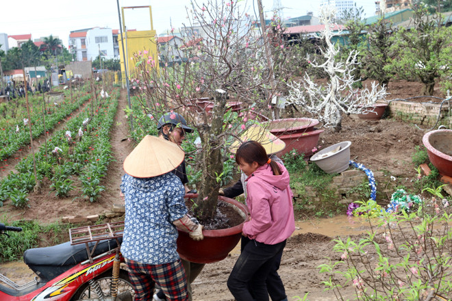 Thông thường, người ta sẽ bán rẻ hoặc thậm chí là… cho không cây cảnh. Vì thế, những người thu gom có thể kiếm được trên dưới 1 triệu đồng mỗi ngày. Ảnh: Baotintuc