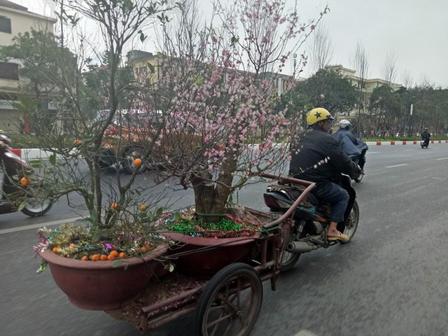 Sau Tết Nguyên đán, nhiều gốc đào, quất, cây cảnh hết giá trị sử dụng bị vứt lăn lóc khắp nơi… Đây được xem là “cơ hội vàng” để những người chuyên thu gom bán lại cho các chủ vườn. Ảnh: Hanoimoi