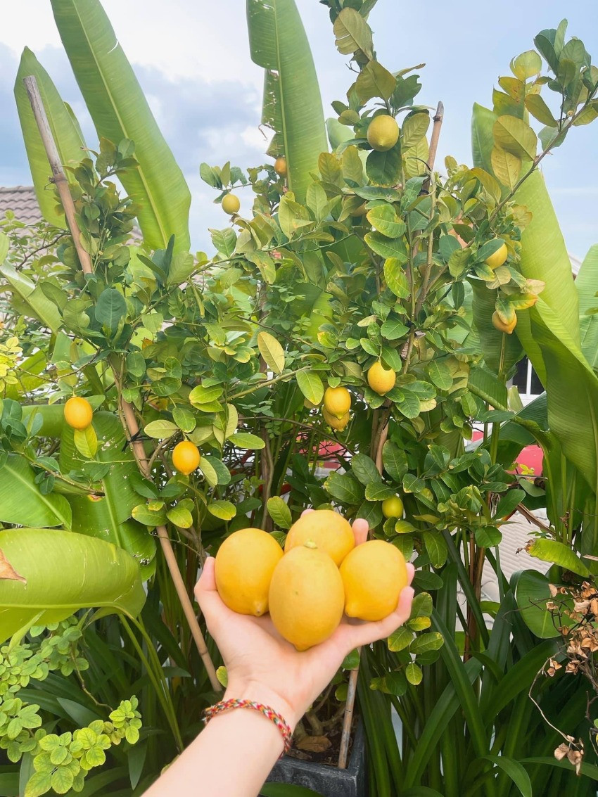 Diệp Bảo Ngọc sống cùng gia đình trong ngôi nhà phố rộng 100 m2 tại TP HCM. Sân thượng được nữ diễn viên biến thành khu vườn ngập hoa trái và rau xanh.