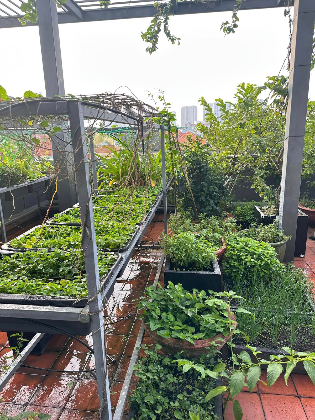Ngoài cây ăn trái, Diệp Bảo Ngọc còn trồng rau trong các khay hình chữ nhật, thiết kế thêm giàn để tiết kiệm diện tích.