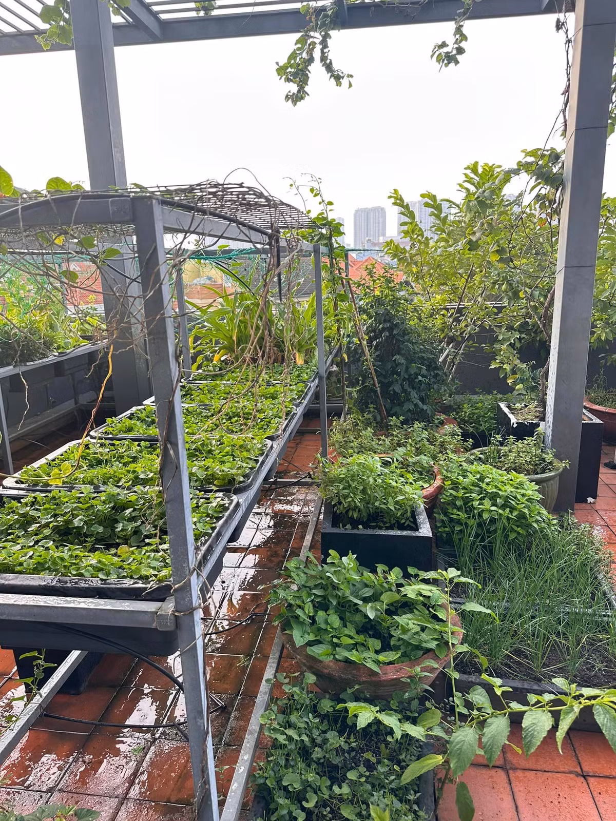 Ngoài cây ăn trái, Diệp Bảo Ngọc còn trồng rau trong các khay hình chữ nhật, thiết kế thêm giàn để tiết kiệm diện tích.