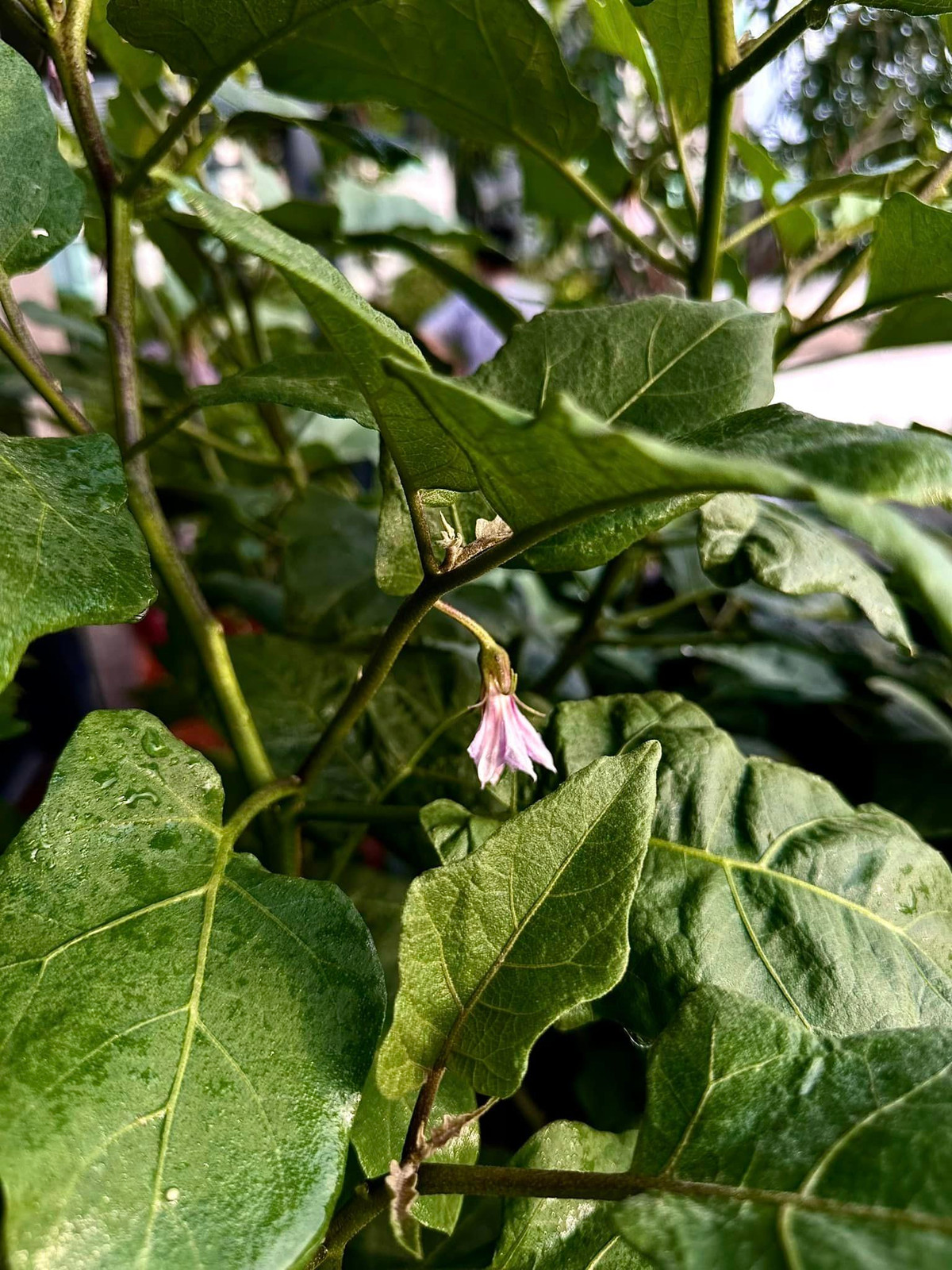 Cà tím nở hoa, sắp đậu quả.