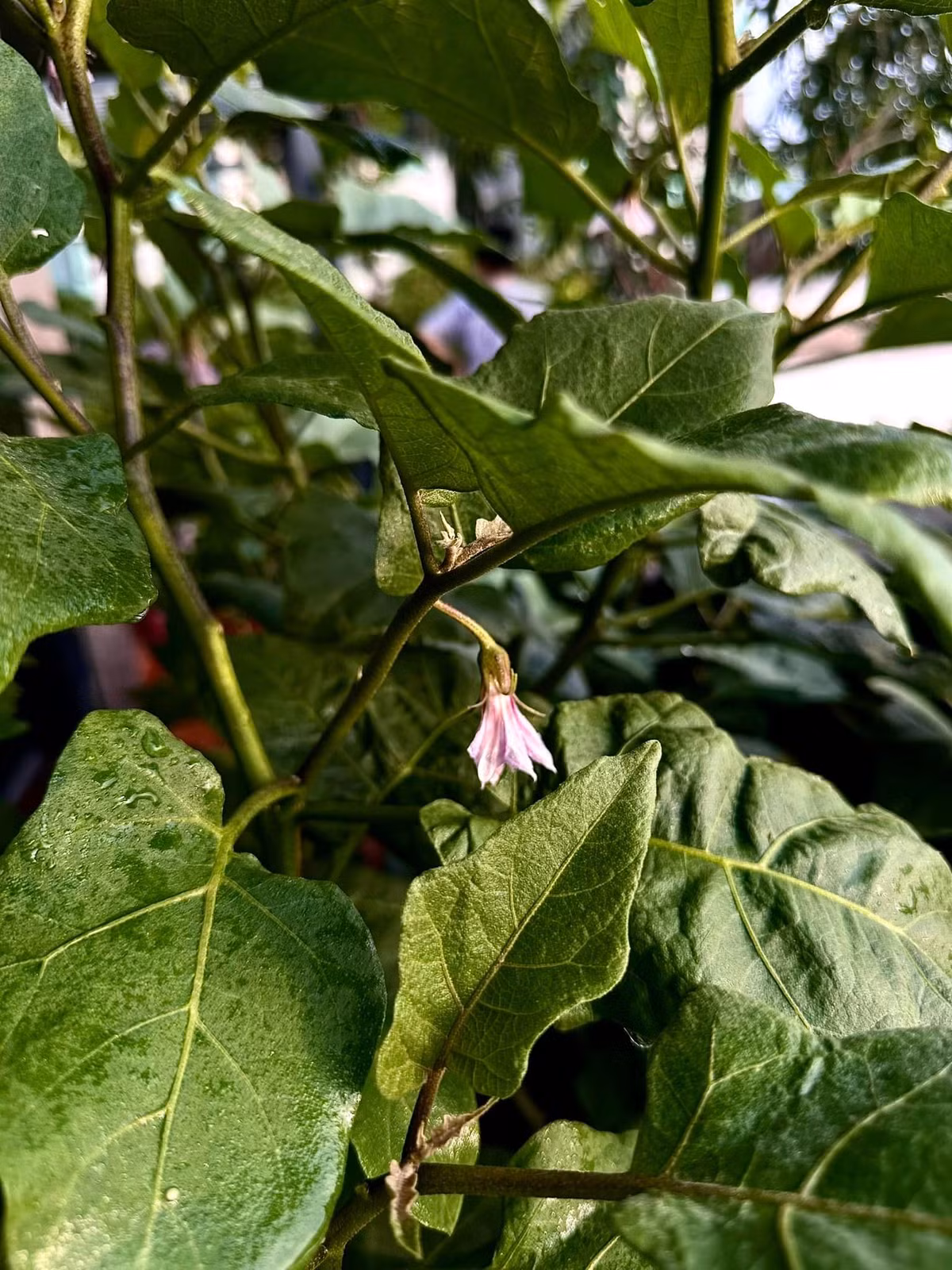 Cà tím nở hoa, sắp đậu quả.