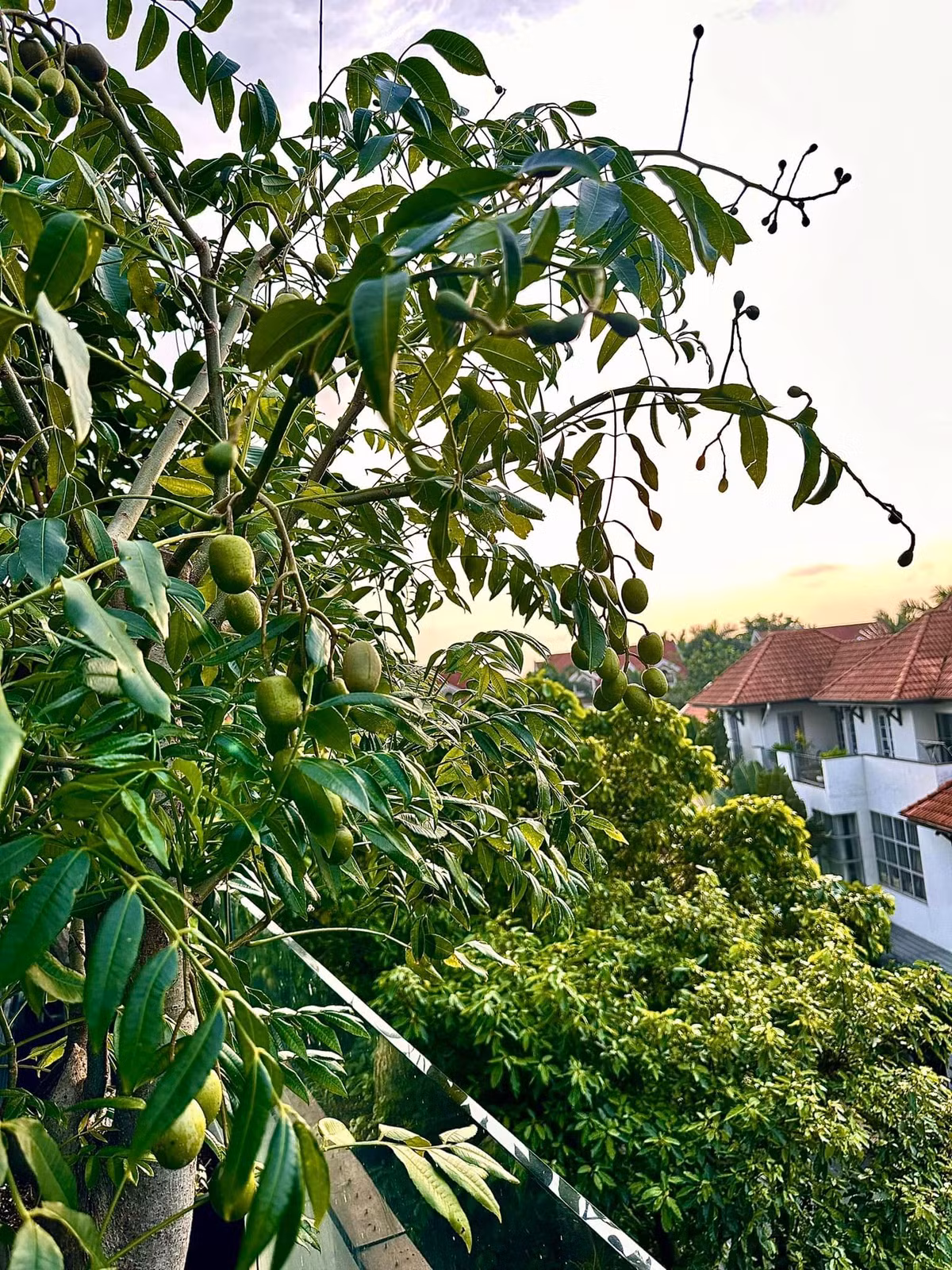 Những trái cóc non lúc lỉu khiến nhiều khán giả thích thú.