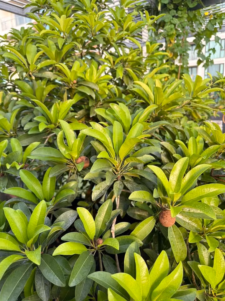 Hồng xiêm sum suê trái.