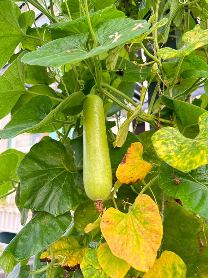 Bầu cũng cho trái to.