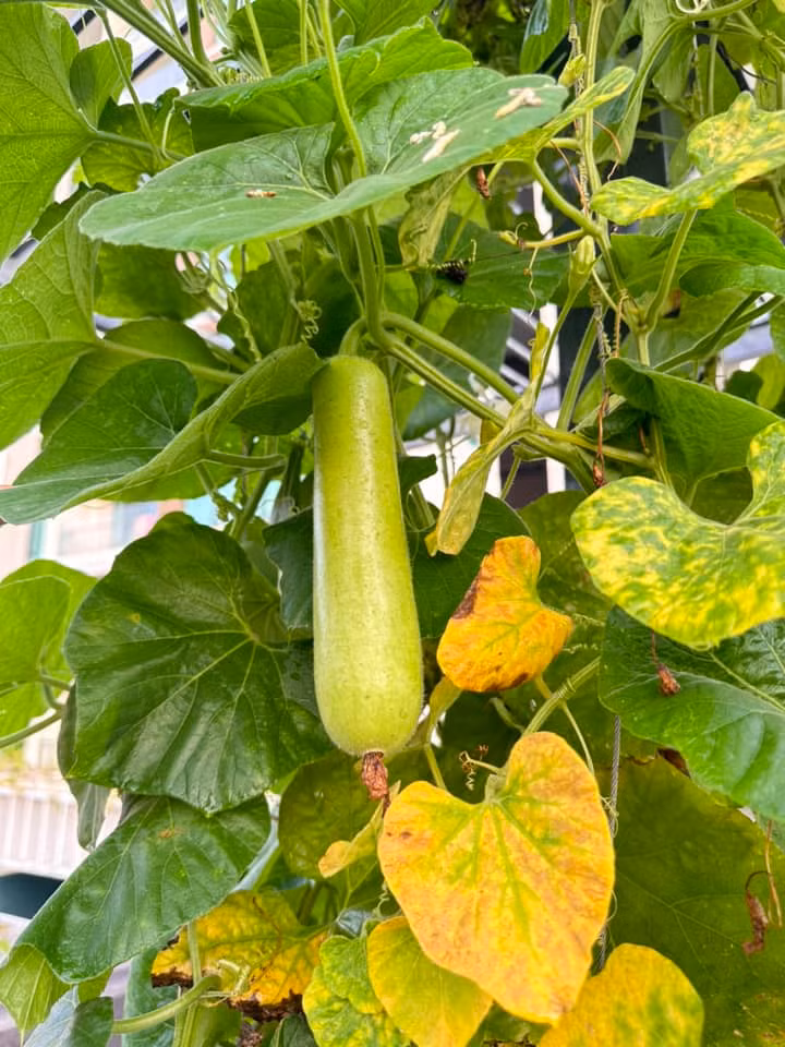 Bầu cũng cho trái to.