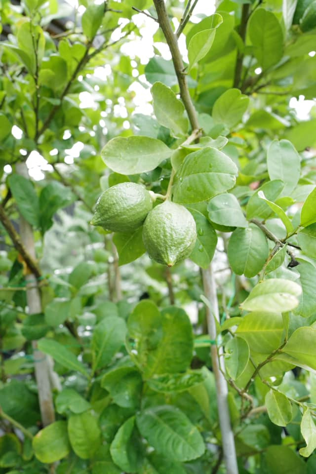 Nữ diễn viên có thể ngồi hàng giờ chỉ để ngắm sự chuyển động của một chiếc lá. Nguồn ảnh: FBNV