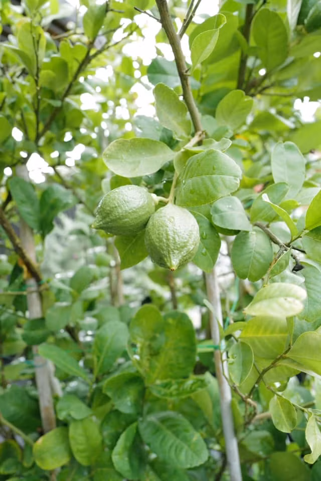 Nữ diễn viên có thể ngồi hàng giờ chỉ để ngắm sự chuyển động của một chiếc lá. Nguồn ảnh: FBNV