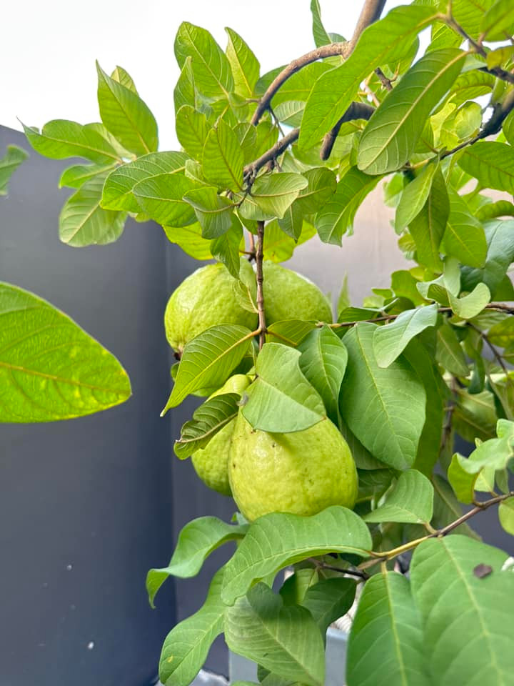 Trái ổi to, căng bóng.