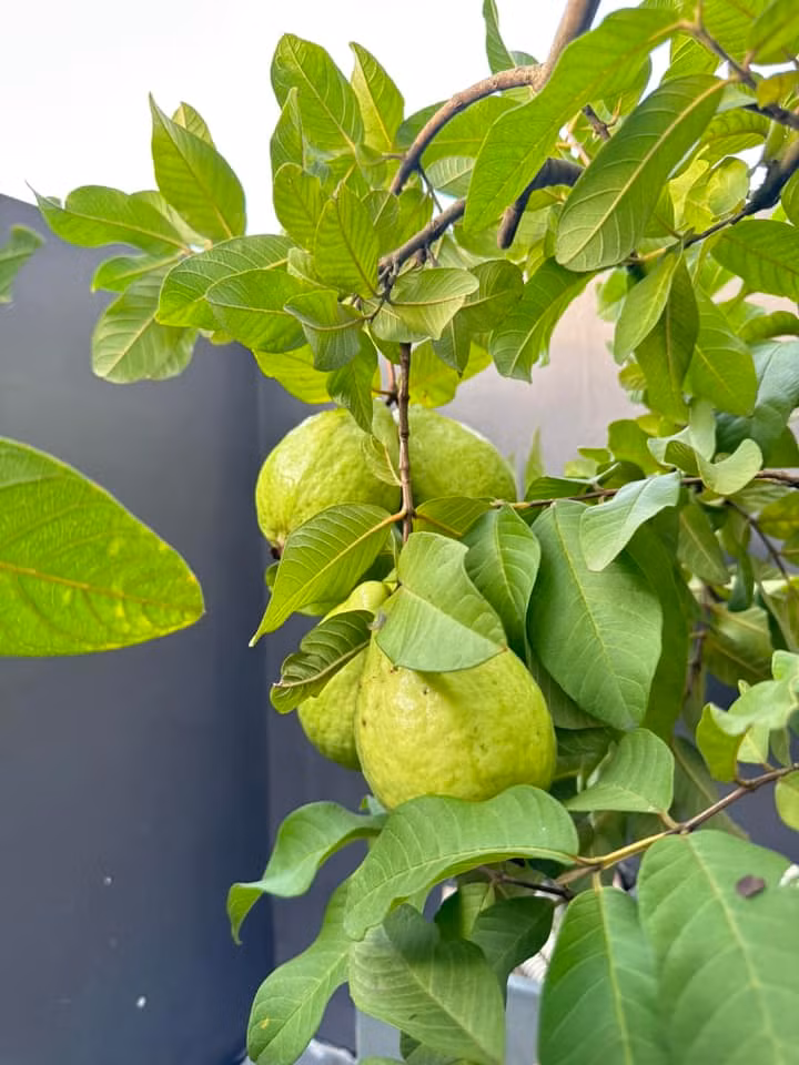 Trái ổi to, căng bóng.