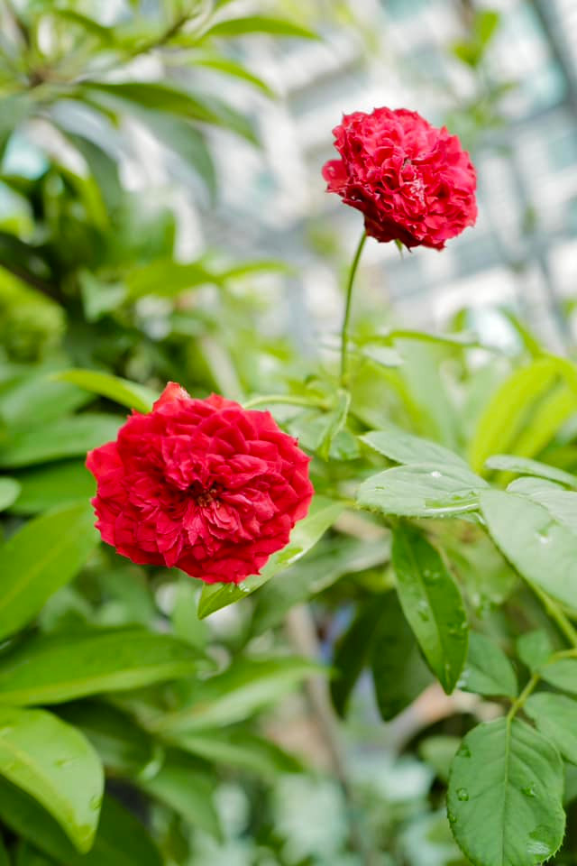 Trước đó, Diệp Bảo Ngọc tiết lộ, bản thân có sở thích ngồi thật yên trong khu vườn nhỏ trên sân thượng và ngắm các bé cây do mình chăm sóc lớn lên từng ngày.