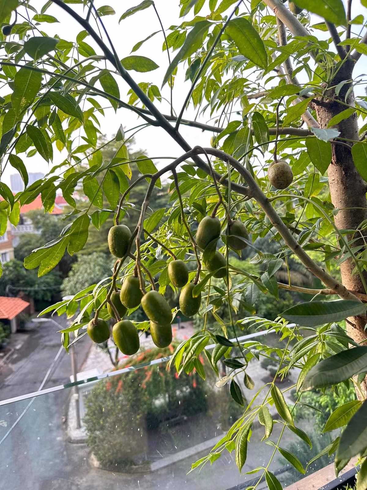 Cóc sai quả đến trĩu cành.