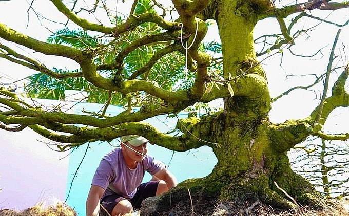 Nổi bật nhất trong vườn là cây mai xù chảy, được định giá lên tới 10 tỷ đồng. Hoành gốc 1 m và cao 3 m. Ảnh: Thuonghieusanpham