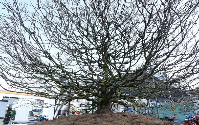 Khu vườn bao gồm hơn 60 gốc mai độc lạ, ước tính giá trị lên tới hơn 100 tỷ đồng. Ảnh: Thuonghieusanpham