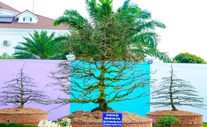 Trung bình, các cây mai có chiều cao dao động từ 3m đến 9m. Ảnh: Dân trí