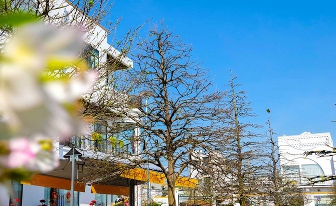 Để có được vườn mai này, chủ nhân đã phải nhờ người săn lùng khắp các tỉnh, thành miền Tây và hoàn thành bộ sưu tập hơn 60 cây chỉ trong vòng 1 năm. Ảnh: Dân trí