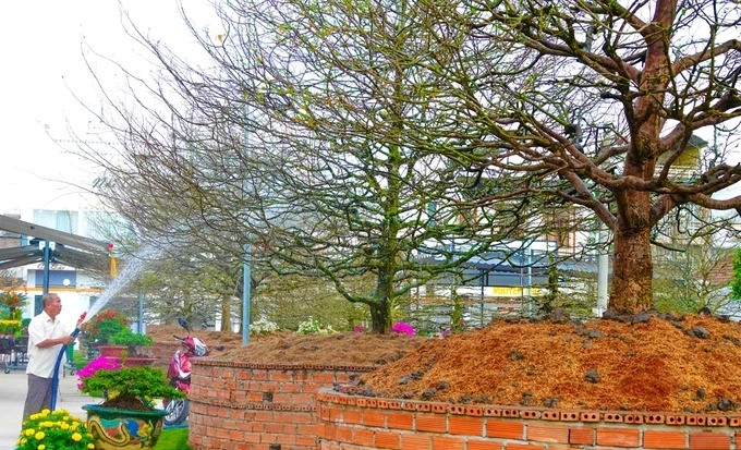 Chủ nhân của những gốc mai này là một đại gia giấu tên, có sở thích sưu tầm hoa kiểng đẹp, giá trị và trưng bày tại quán cà phê cho khách tham quan. Ảnh: Dân trí