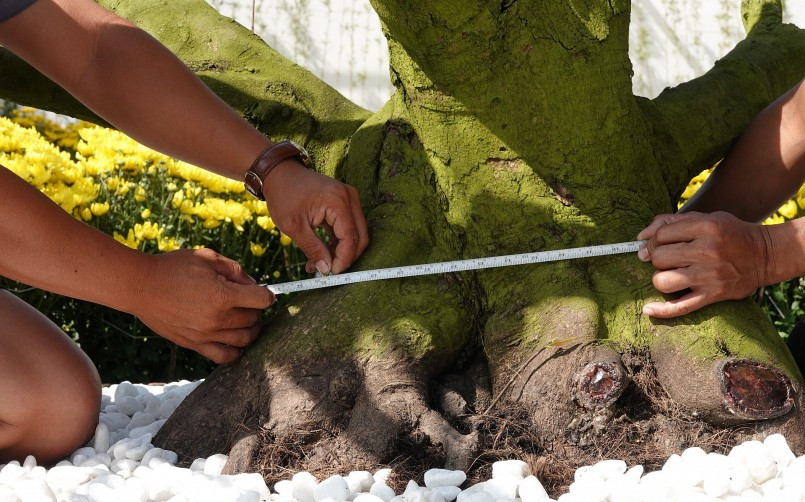 Một gốc mai vàng giá 7 tỷ đồng có bề hoành gốc 1,3 m. Ảnh: Thuonghieusanpham