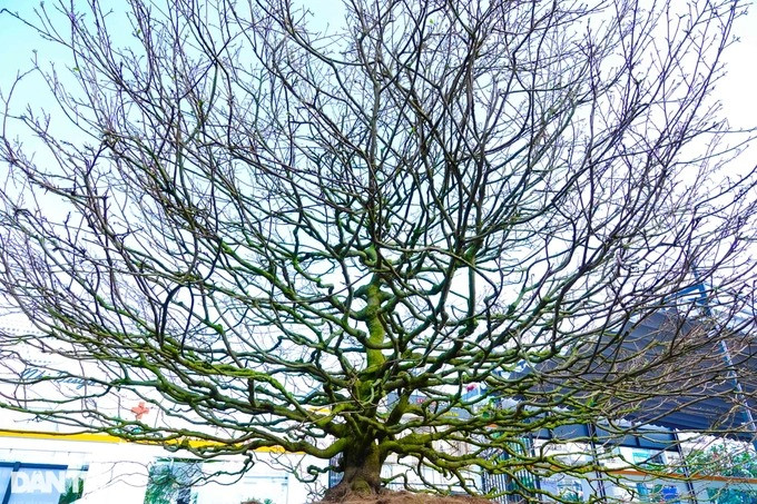Những gốc mai ở đây có tuổi đời từ vài chục năm, cao nhất là 80 năm tuổi. Ảnh: Dân trí