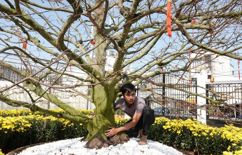 Phần lớn là giống mai vàng 5 cánh, mai giảo... Ảnh: Thuonghieusanpham