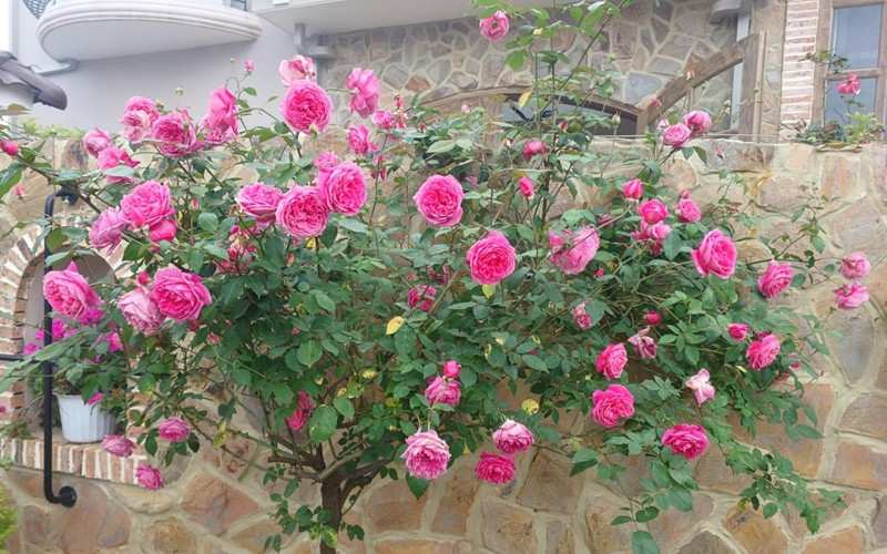 Nàng hậu cũng chia sẻ hình ảnh cây hồng nở rộ, tươi tắn. Nguồn ảnh: FBNV