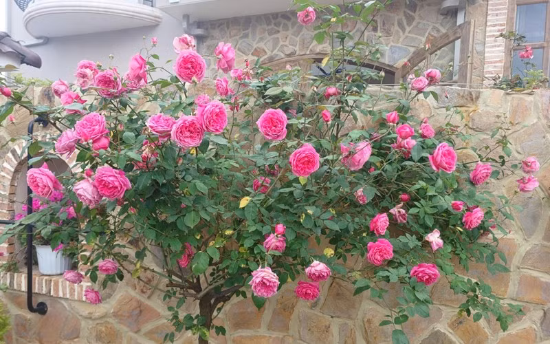 Nàng hậu cũng chia sẻ hình ảnh cây hồng nở rộ, tươi tắn. Nguồn ảnh: FBNV