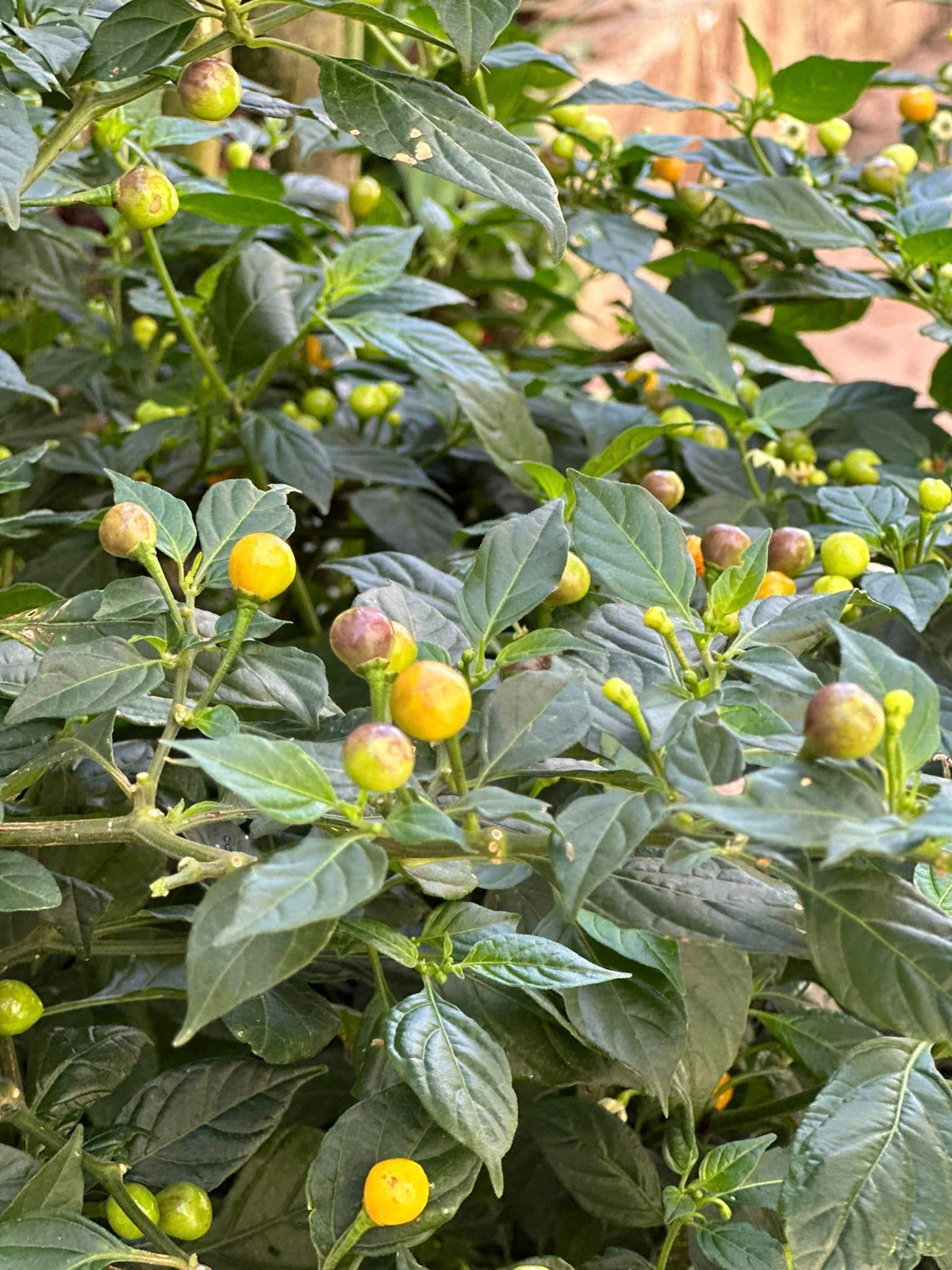 Cây ớt sai trĩu quả khiến ai nấy đều thích thú.