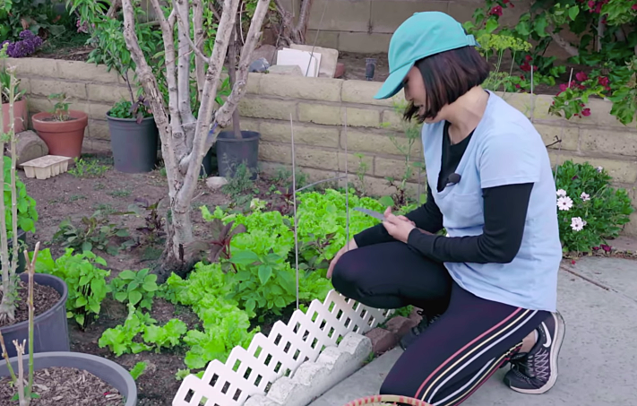 Các loại rau Việt được trồng trong vườn đều xanh tốt. Ảnh: FBNV