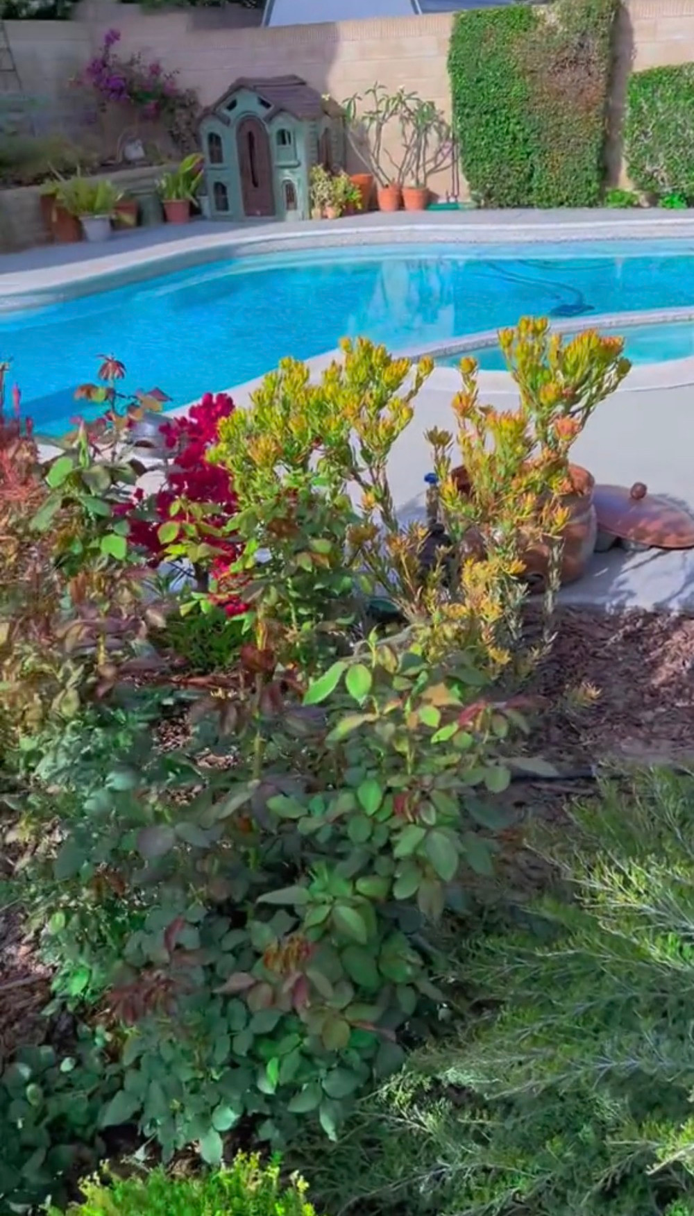 Ngoại trừ lối đi được lát gạch, nghệ sĩ Hồng Đào tận dụng từng tấc đất để ươm giống, trồng cây và hoa. Ảnh: Hồng Vân Entertainment