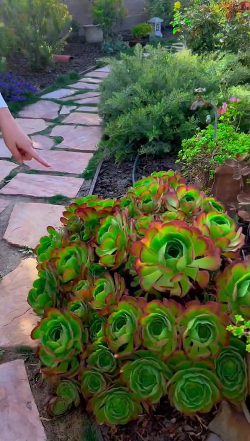 Khu vực này có thời tiết dễ chịu, thích hợp cho sở thích trồng cây của nghệ sĩ Hồng Đào. Ảnh: Hồng Vân Entertainment