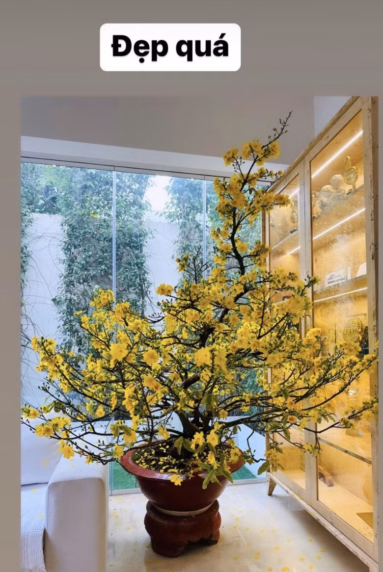 Bên trong căn biệt thự của Hồ Ngọc Hà có một chậu mai vàng lớn - loài hoa đặc trưng ngày Tết ở miền Nam.