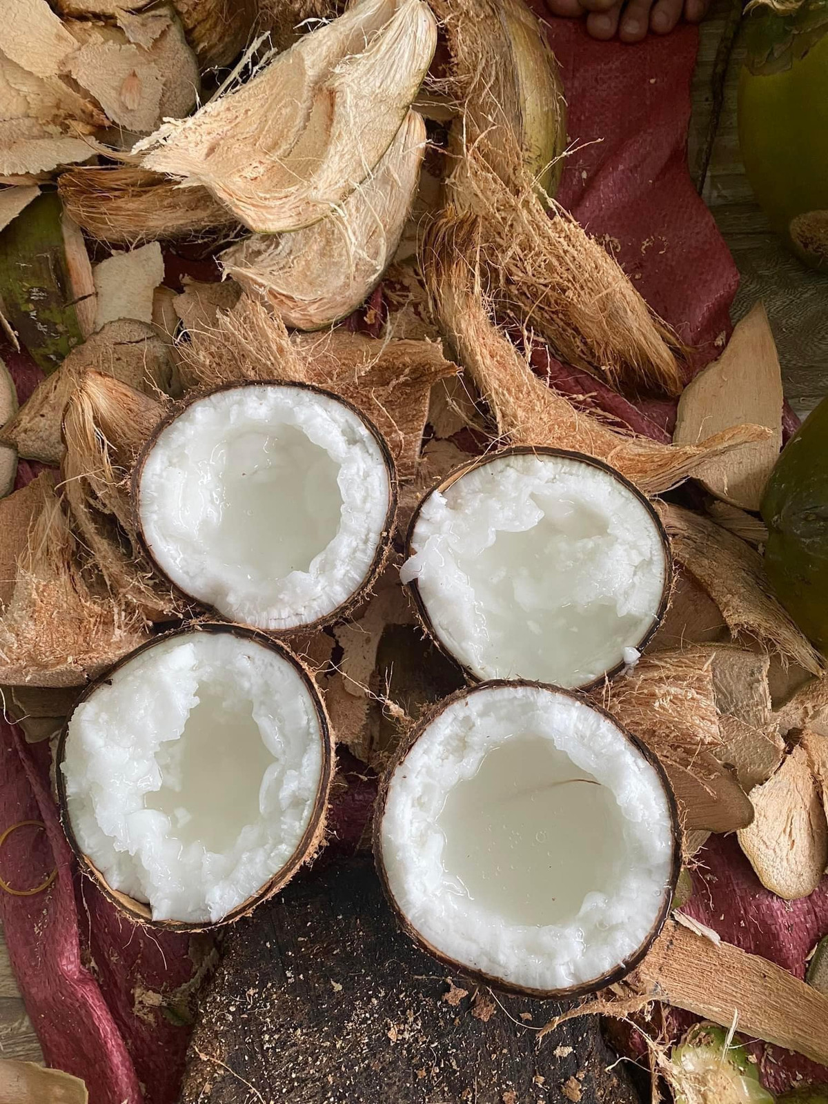 Tại thị trường trong nước, giá dừa sáp tuỳ theo từng size quả. Quả nhỏ 500-600 gram giá chỉ dao động từ 90.000 – 100.000 đồng/quả. Quả to hơn (2-3kg) giá từ 140.000 đồng trở lên. Ảnh: Facebook