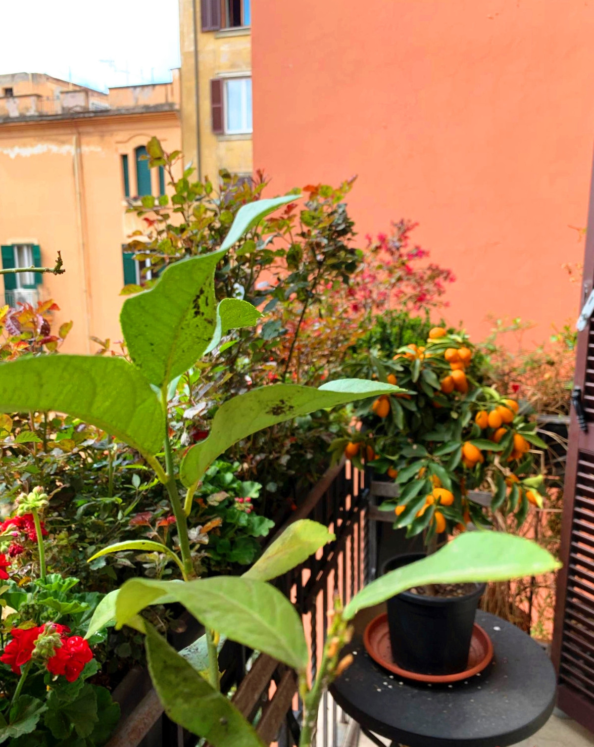 Khu vực ban công cũng được Hoa hậu Ngô Mỹ Uyên trồng nhiều cây và hoa. Ảnh: Vietnamnet