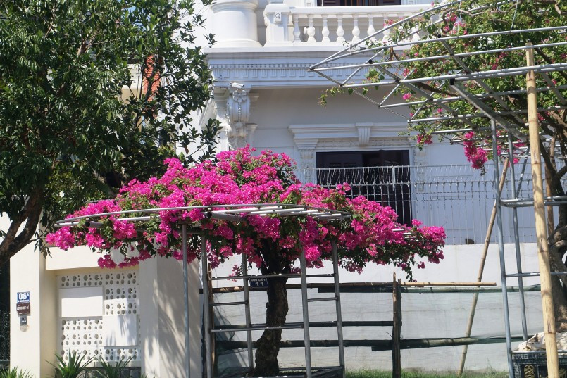 Ước tính, hơn 300 gốc hoa giấy cổ thụ của anh Trường trị giá khoảng 20 tỷ đồng. Ảnh: Thuonghieusanpham