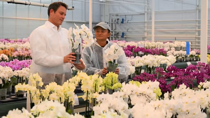 Theo các nguồn tin thân cận, trong những năm qua, tỷ phú Jack Ma giành khá nhiều thời gian ở Nhật Bản. Ảnh: FT