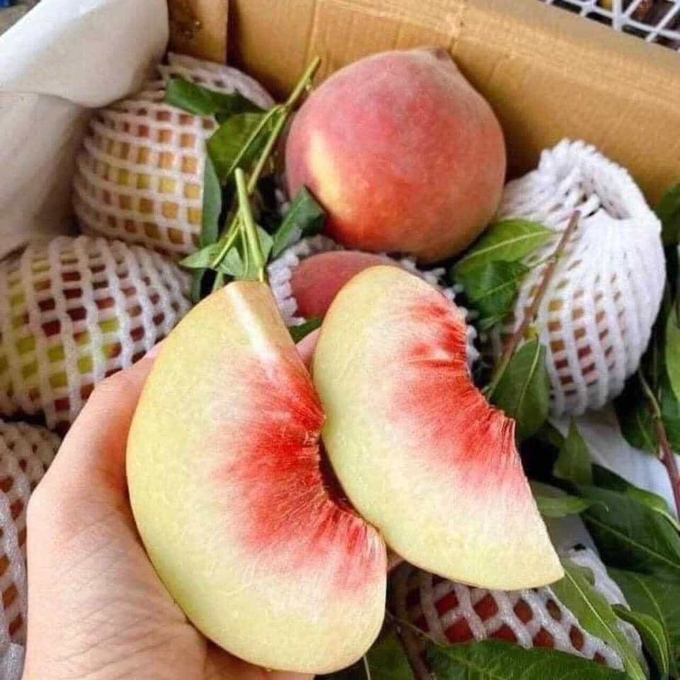 Đào tuyết Lệ Giang quả rất to như đào tiên, trọng lượng cỡ vip đạt 500 - 700 gram/quả, phần thịt đào bên trong ăn giòn. Ảnh: Facebook